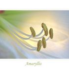 Amaryllis - 1 -