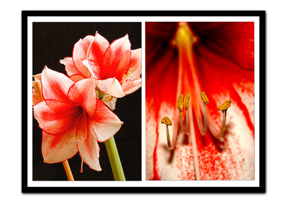 Amaryllis 1