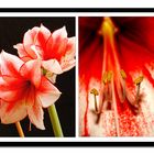 Amaryllis 1