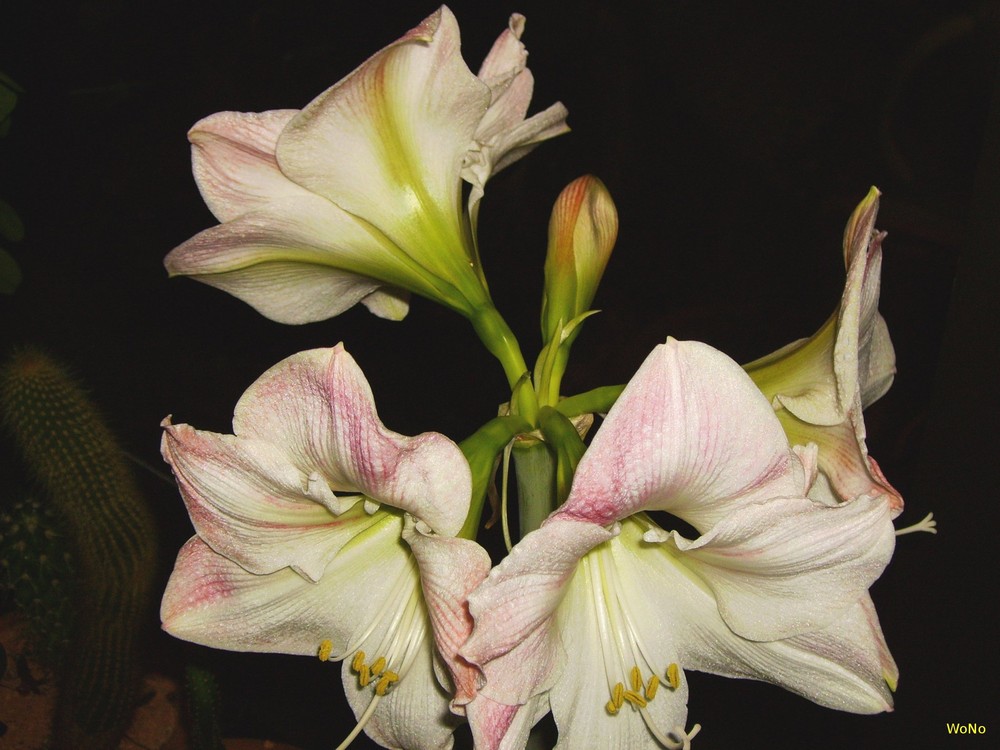 Amaryllis 1