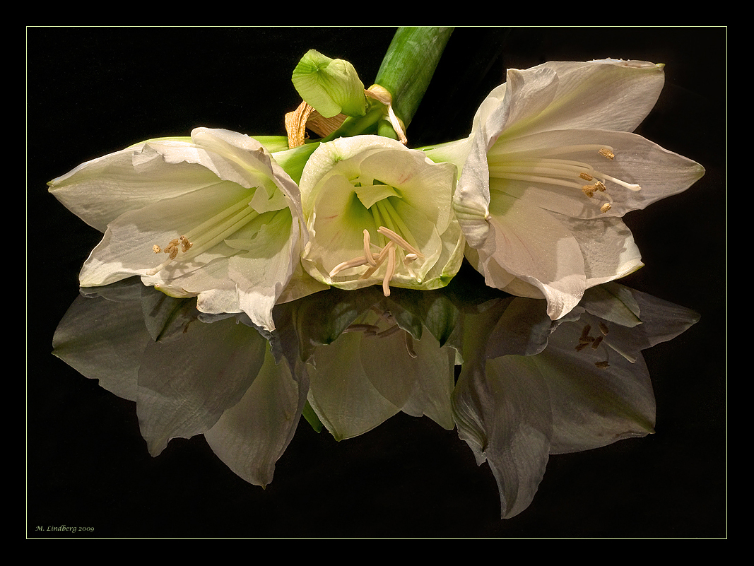 Amaryllis 1