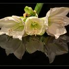 Amaryllis 1