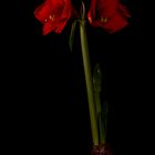 Amaryllis 1