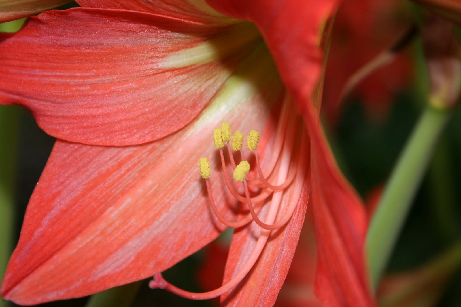 Amaryllis 1