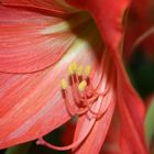 Amaryllis 1