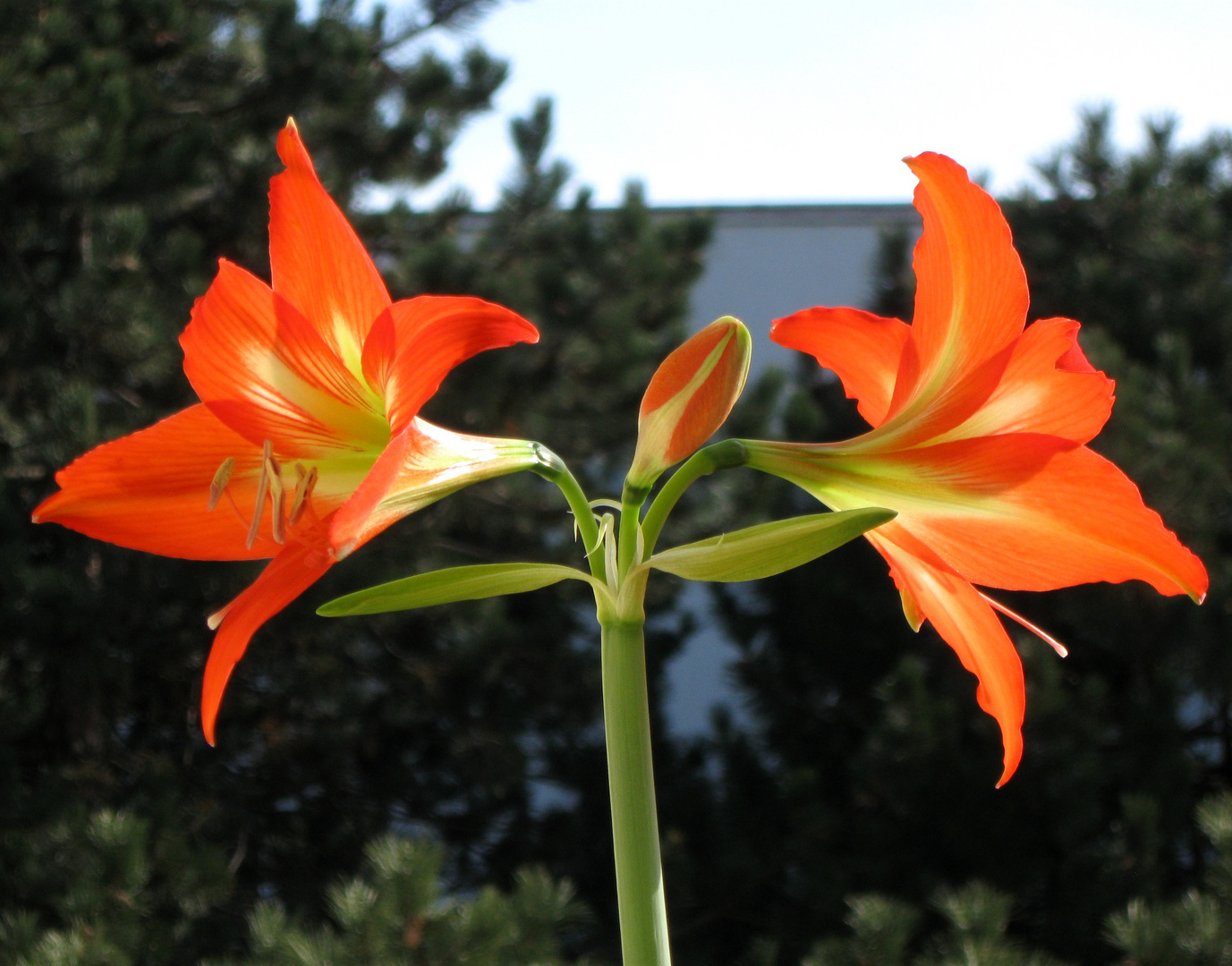 amaryllis 1