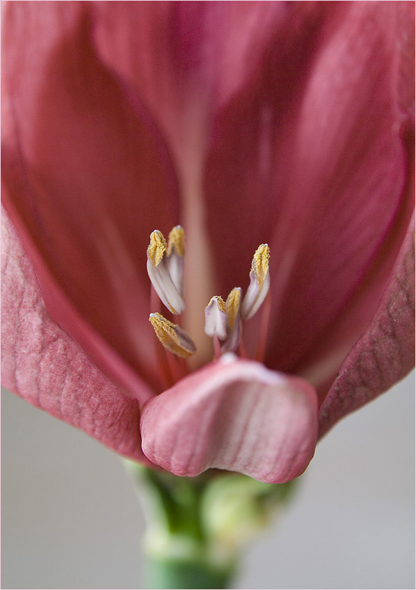 Amaryllis 1