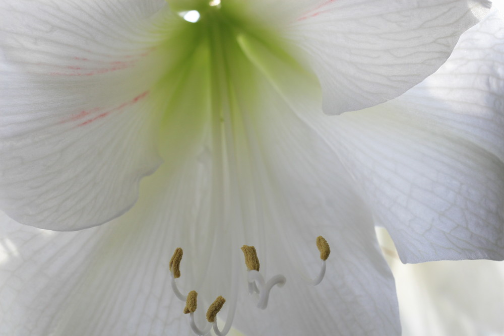 Amaryllis 1