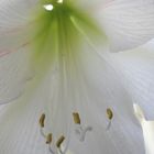 Amaryllis 1