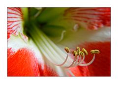 Amaryllis 1 "Reloded"