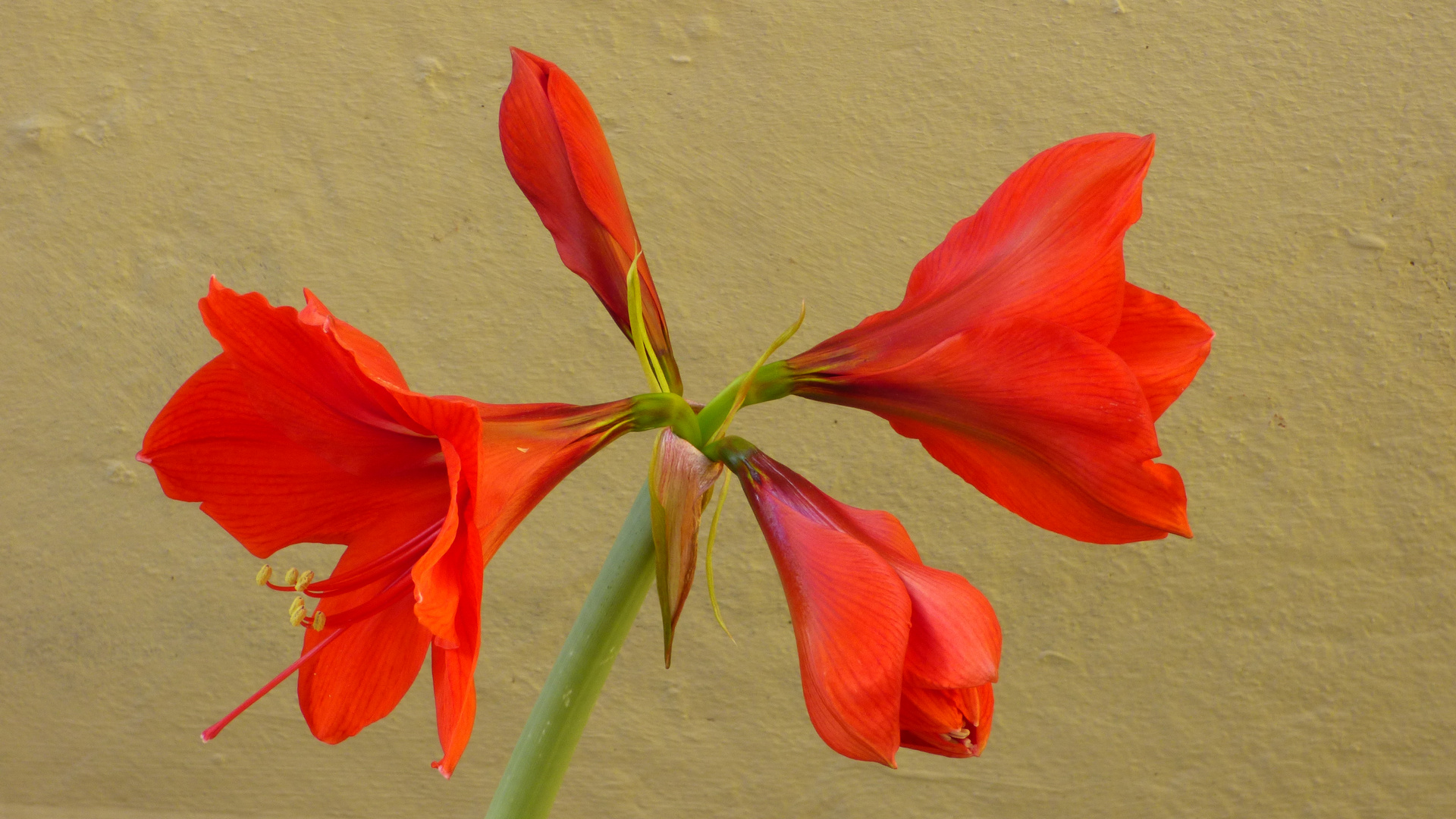 Amaryllis 10