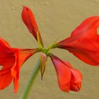 Amaryllis 10