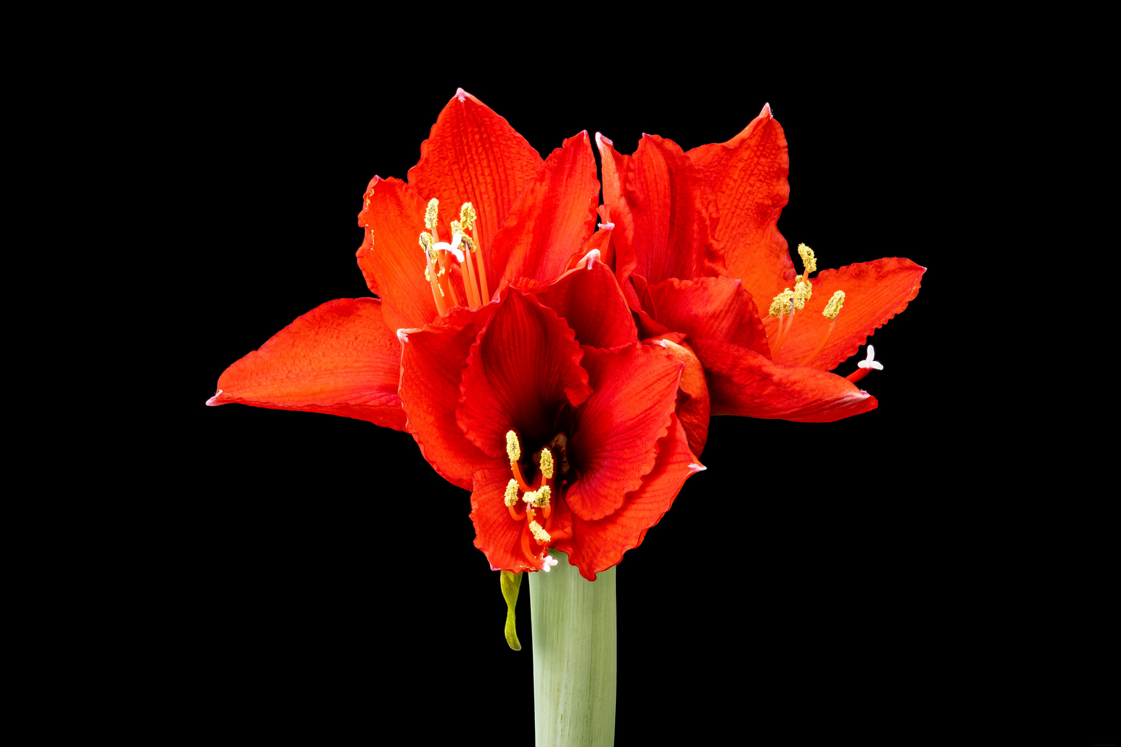 Amaryllis 105q