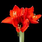 Amaryllis 105q