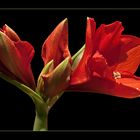 Amaryllis 11