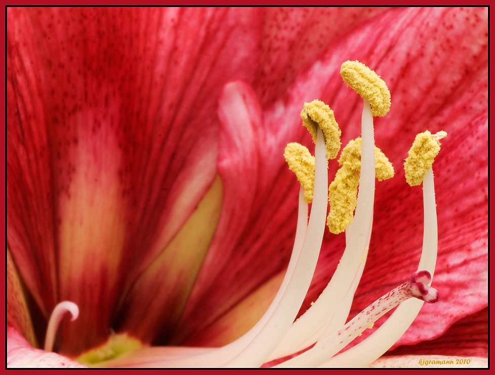 amaryllis.......