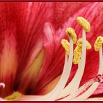 amaryllis.......