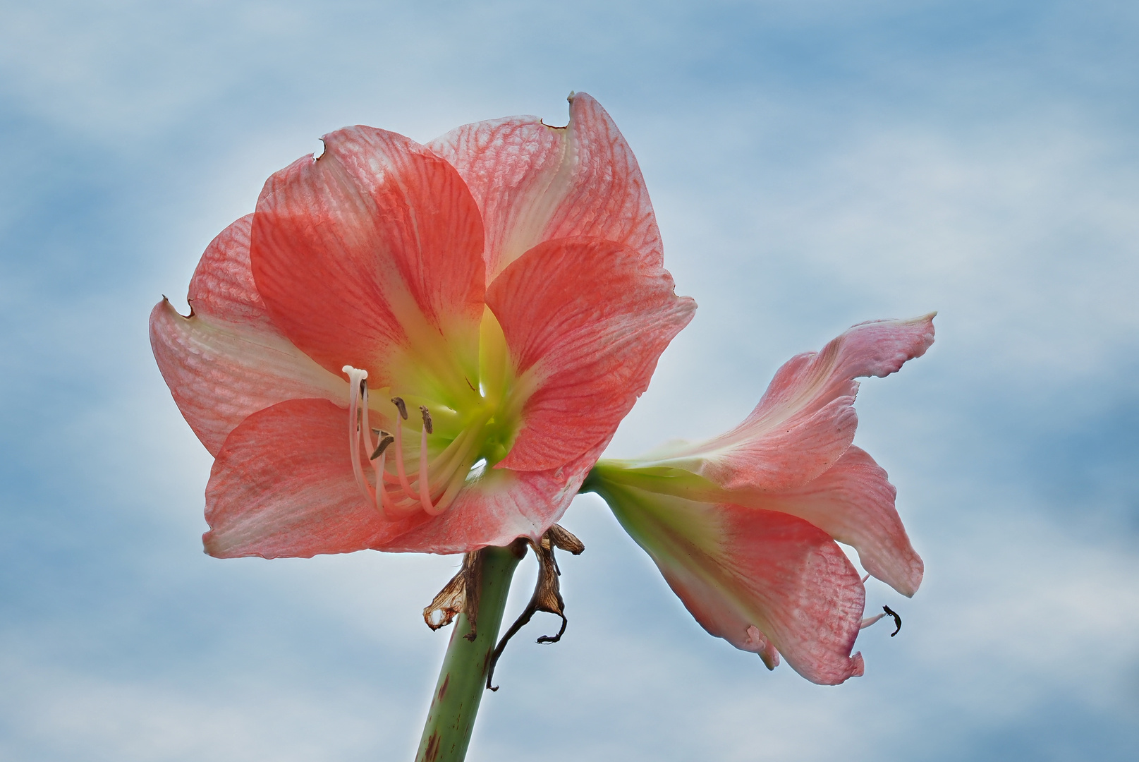 Amaryllis..