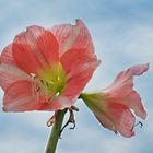 Amaryllis..