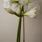 Amaryllis +1/2 Tag