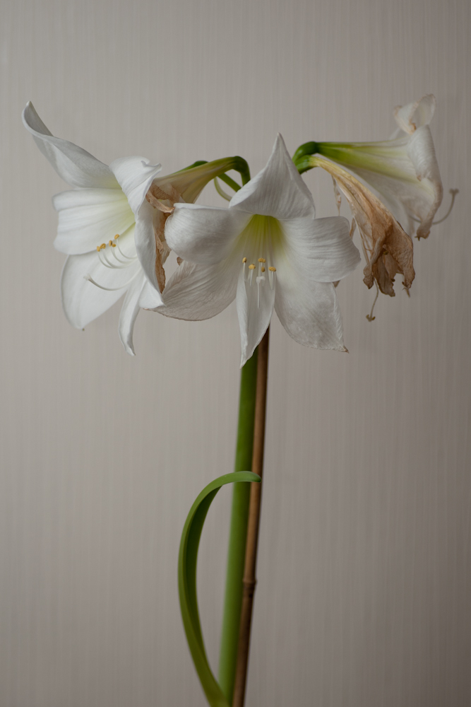 Amaryllis + 12 Tage