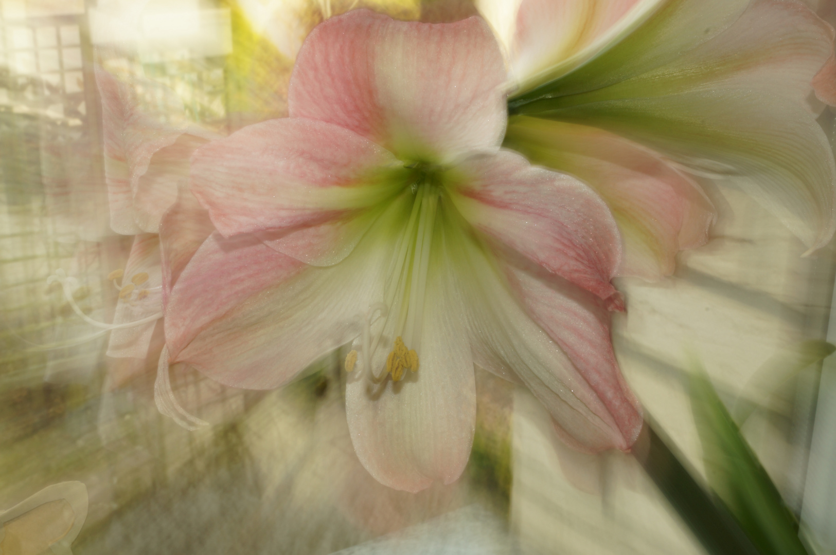 Amaryllis