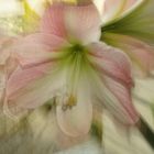 Amaryllis