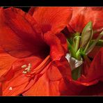 Amaryllis 13