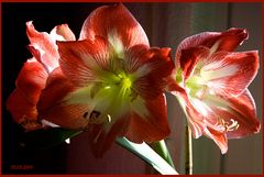 Amaryllis 13.03.2008