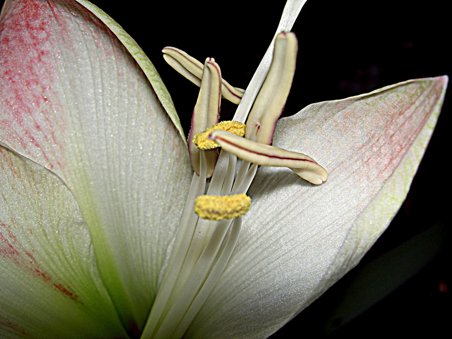 Amaryllis