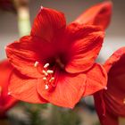 Amaryllis