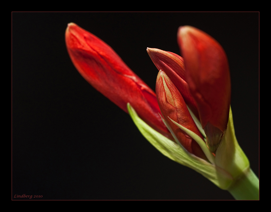 Amaryllis 14