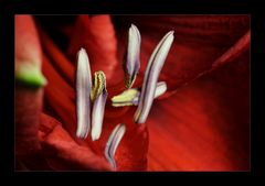 Amaryllis