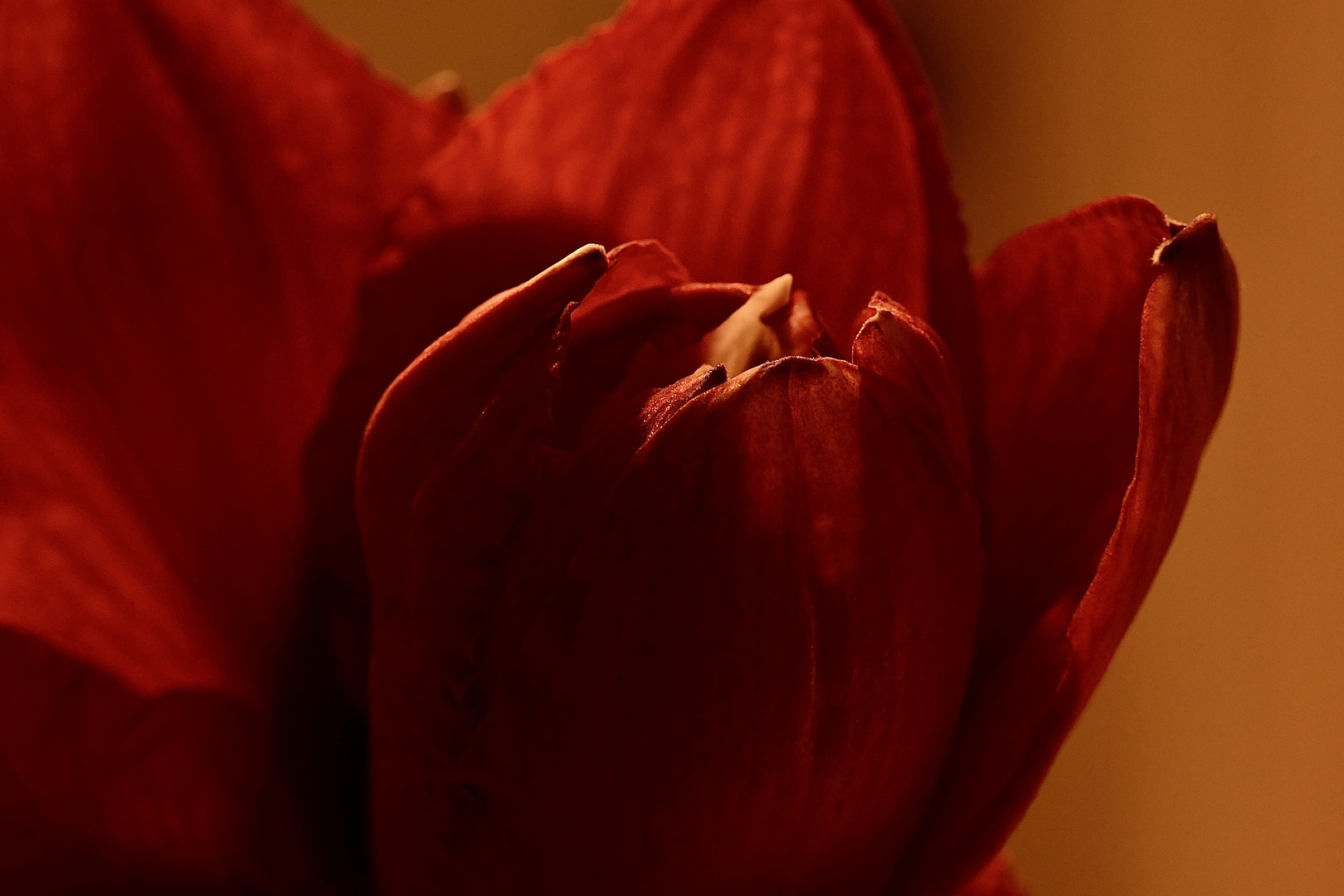 Amaryllis 