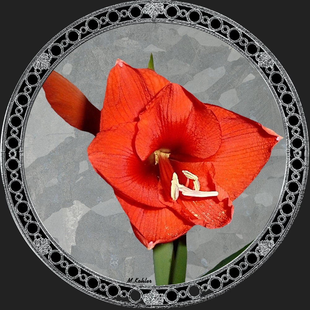 Amaryllis