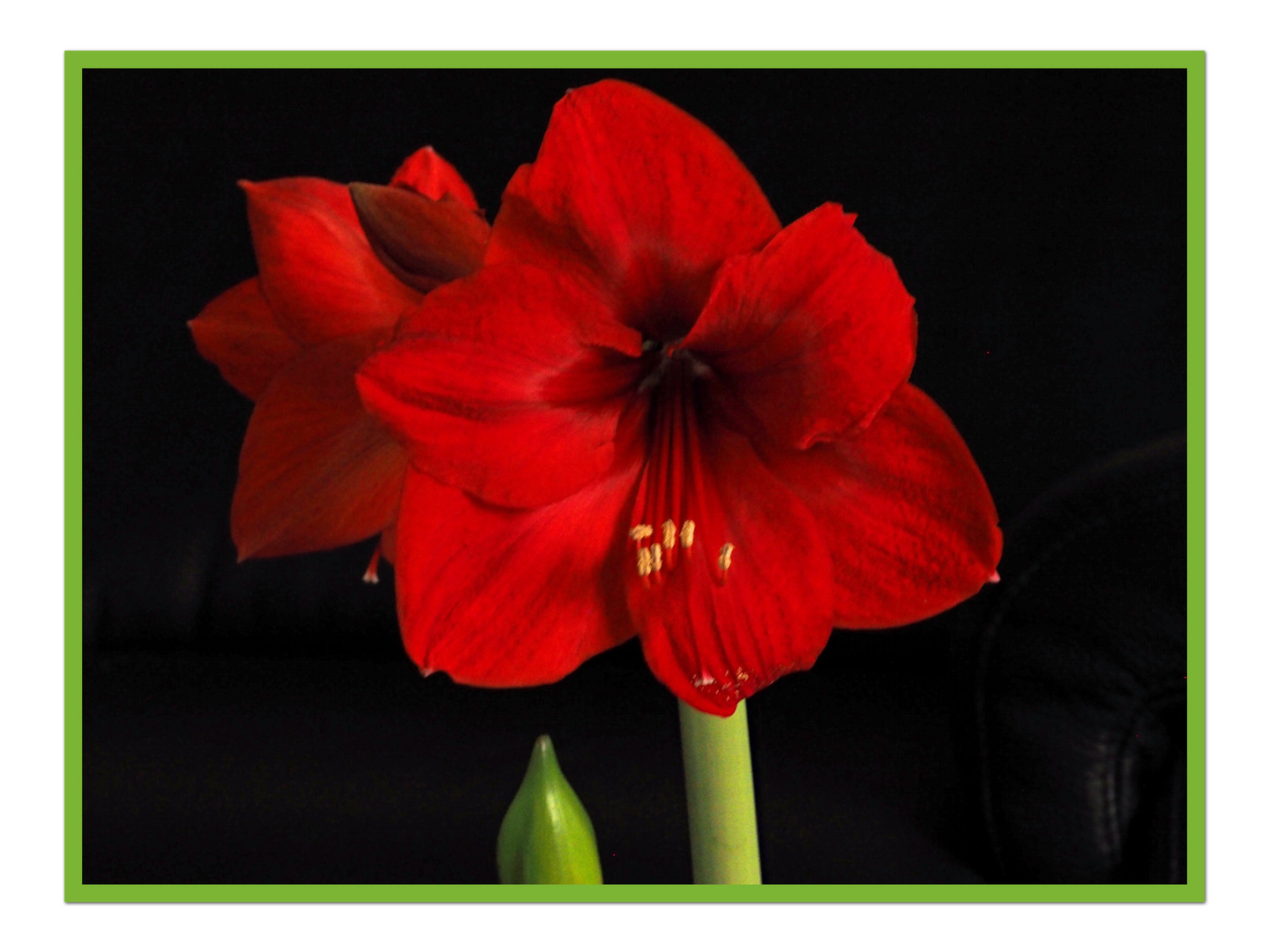 Amaryllis