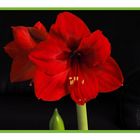 Amaryllis