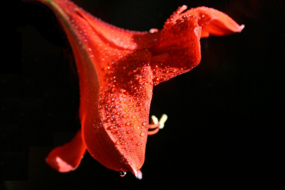 Amaryllis