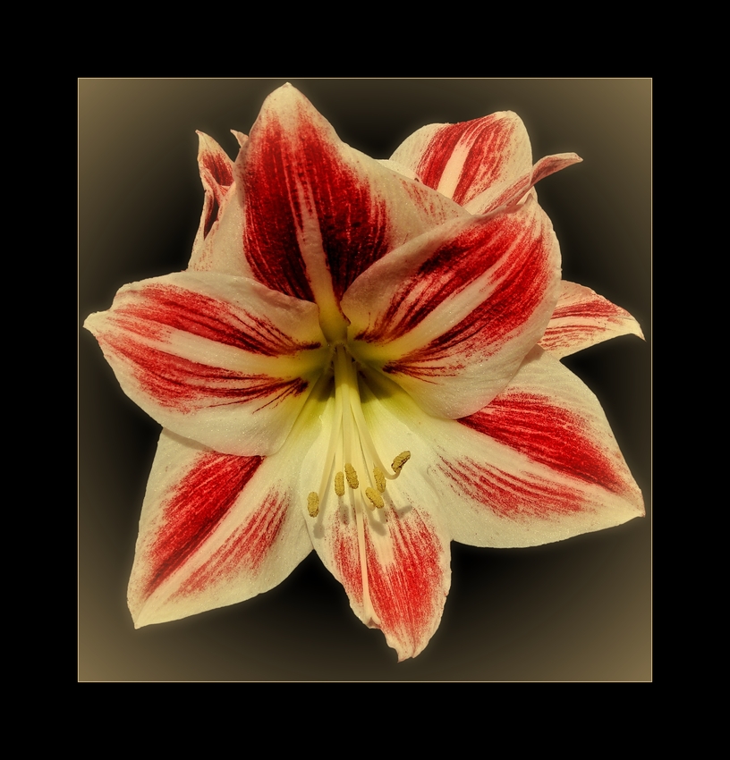 Amaryllis....,