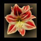 Amaryllis....,