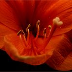 AMARYLLIS