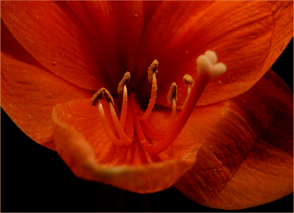 AMARYLLIS