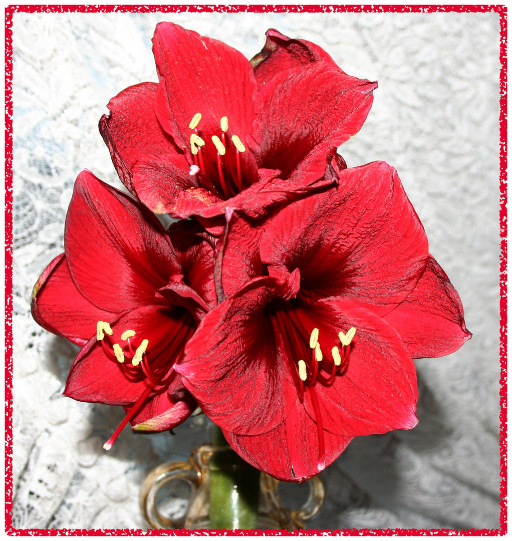 Amaryllis