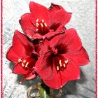 Amaryllis