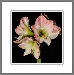 Amaryllis