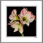 Amaryllis