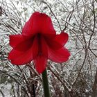 Amaryllis