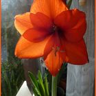 Amaryllis