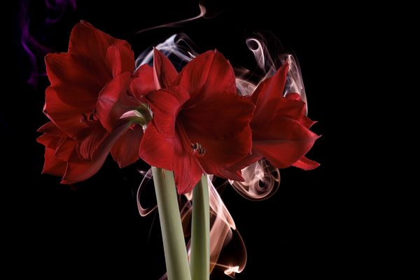  Amaryllis