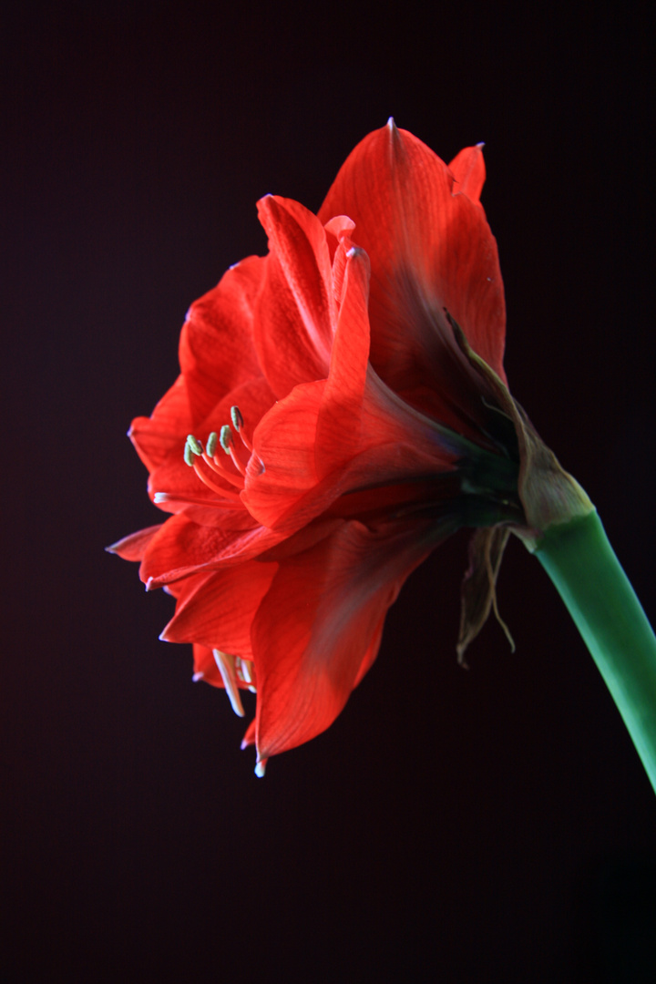 Amaryllis